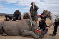 南非科技護犀 放射性追蹤為瀕危物種築起新防線