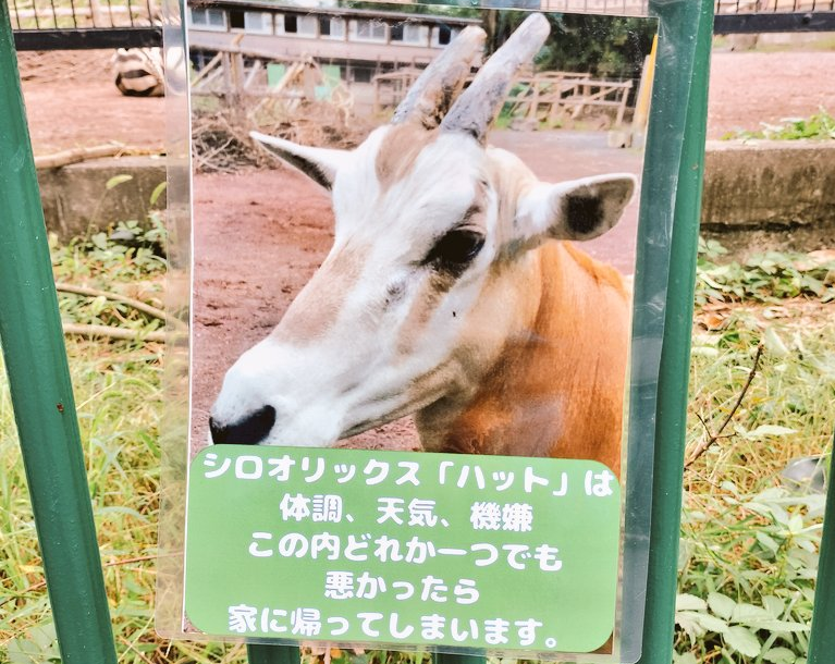 日本劍羚「心情不好直接不上班」 一票人羨︰夢寐以求的生活！