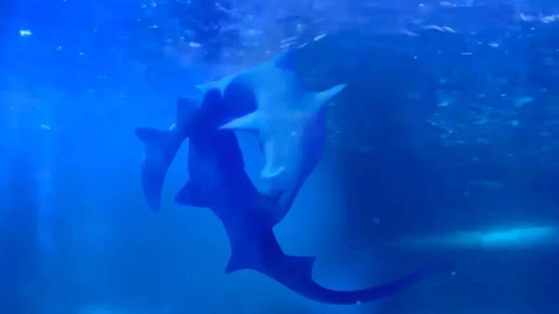 鯊魚版愛情島！ 澳洲水族館直擊灰鯖鮫「愛的啃咬」