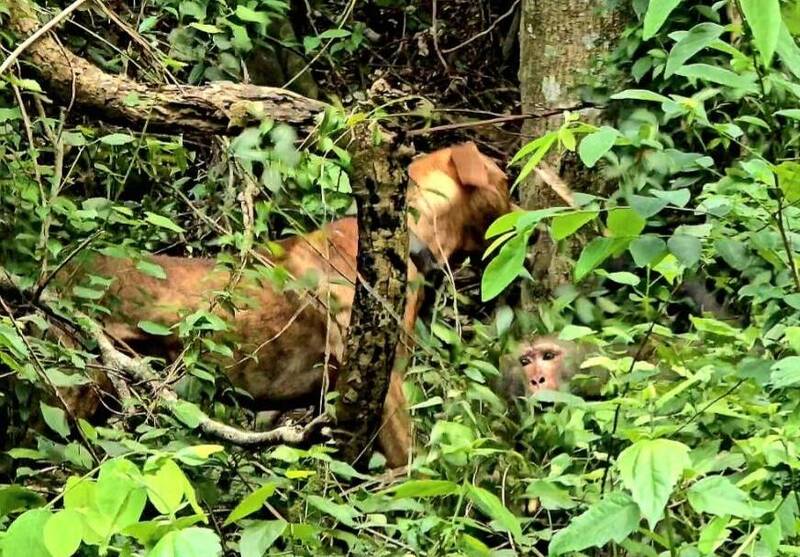 獨家》高雄獼猴慘遭開槍、放狗咬死 原民身分首次不罰惹議