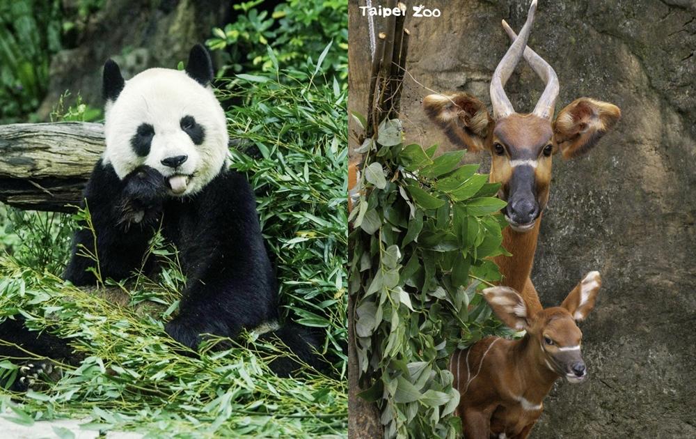 台北市立動物園6/12起「連休10天」別撲空！門票漲價宣告暫緩