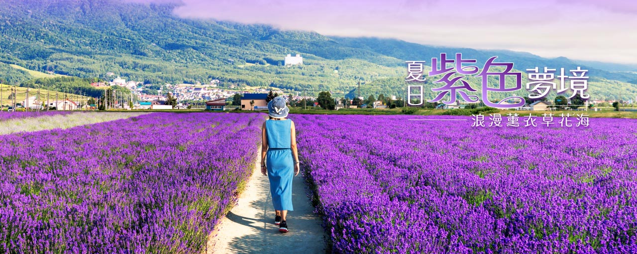 北海道薰衣草