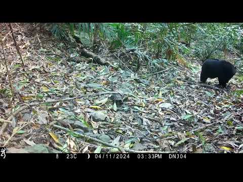 台中山區熊媽媽帶逛森林被拍下  小熊逗弄相機