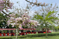 台南水道博物館花旗木綻放  搭小火車遊園正當時