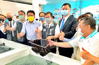 桃市府媒合導入活魚包裝技術 週外銷17噸石斑魚