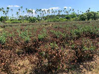 連日高溫瑞穗茶葉曬枯 花縣協助爭取農損救助