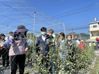 高雄番茄遭病蟲害侵襲 農委會：將從寬認定農損