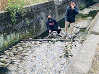 竹市灌溉渠關水閘釀魚群暴斃 農水署：例行歲修