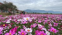 花東縱谷花海美景 田園風光好療癒