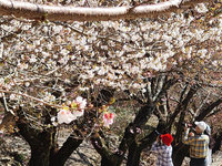 武陵農場、大雪山櫻花綻放 3月雪迎白色情人節