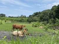 缺水草枯省道旁放牧牛隻 未距200公尺遠將開罰