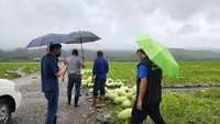 台東農損3千萬元  關山鎮西瓜、洋香瓜現金救助