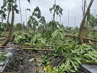 颱風釀屏東農作物災損逾7千萬  周春米爭取全面救助