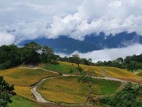 風災後花蓮赤科山路斷  花農見金針花海哭笑不得