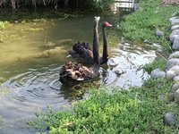 台中秋紅谷黑天鵝家族添鵝寶寶 水中悠游吸睛