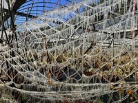 武陵農場藤花園出現結冰景觀  輻射冷卻效應發威