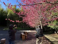 雲林草嶺櫻花祭2/10登場  盼打造不一樣走春旅遊