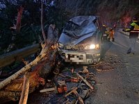 遊花東取道中橫邊坡倒樹砸死駕駛 公路林管共商防災