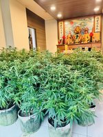 男子上網自學種大麻還赴泰深造  產銷一條龍仍落網