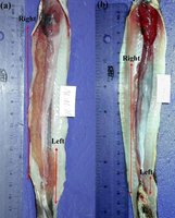 中山大學研究鯙科魚獨特性  右生殖腺較左長8倍