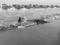 屏東塭豐海堤沙灘鯨豚擱淺 將送往成大檢傷
