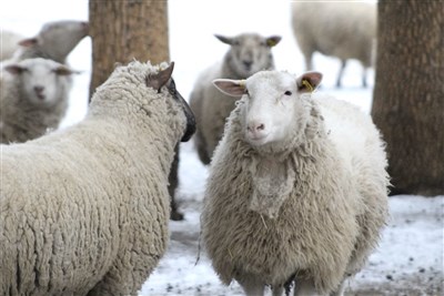南極寒流襲阿根廷創60年低溫 戰車開路搶救居民牛羊