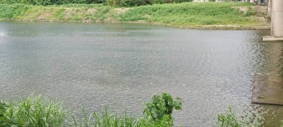 大漢溪現數百魚屍 新北：疑高溫致水中溶氧不足