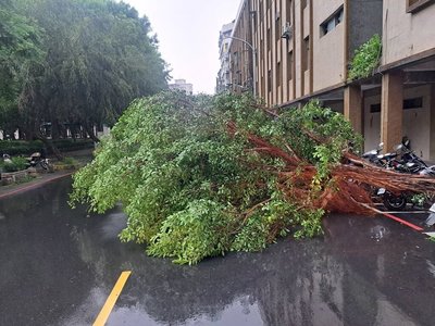 新北午後風雨交加  土城等地多起路樹傾倒無人傷