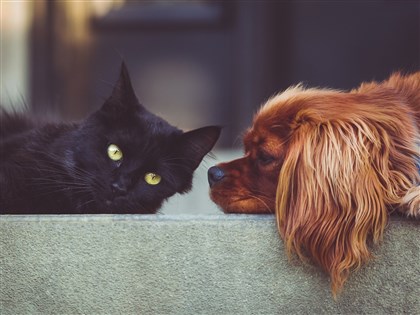 日本強制寵物業者為犬貓植晶片 2022年6月起實施