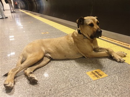 伊斯坦堡名犬Boji有家了 土耳其最大民企掌門人收養