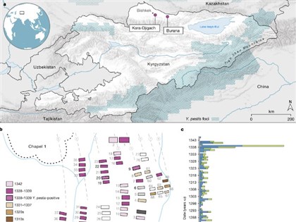 黑死病源頭在中亞 科學家分析DNA解開675年謎團