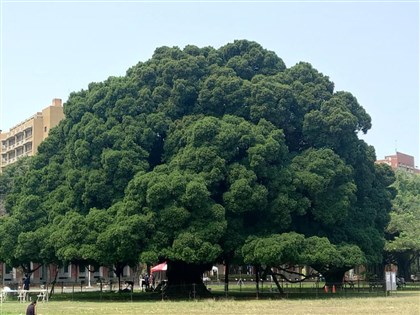 成大榕樹滿百年 日治時期種下今成台南人共同記憶
