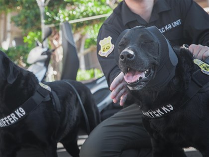 總統大選維安偵爆犬成焦點 耳罩抗噪與美軍同規不怕造勢鞭炮聲