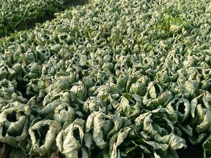 高麗菜盛產過量影響價格 市場每顆不到50元