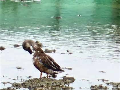 冬候鳥過境澎湖停棲 罕見成群小水鴨湧浪前行