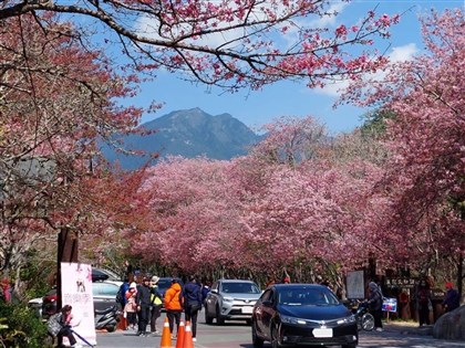 武陵櫻花季期間申請登雪霸 10隊突改行程單日往返恐遭禁入園3年