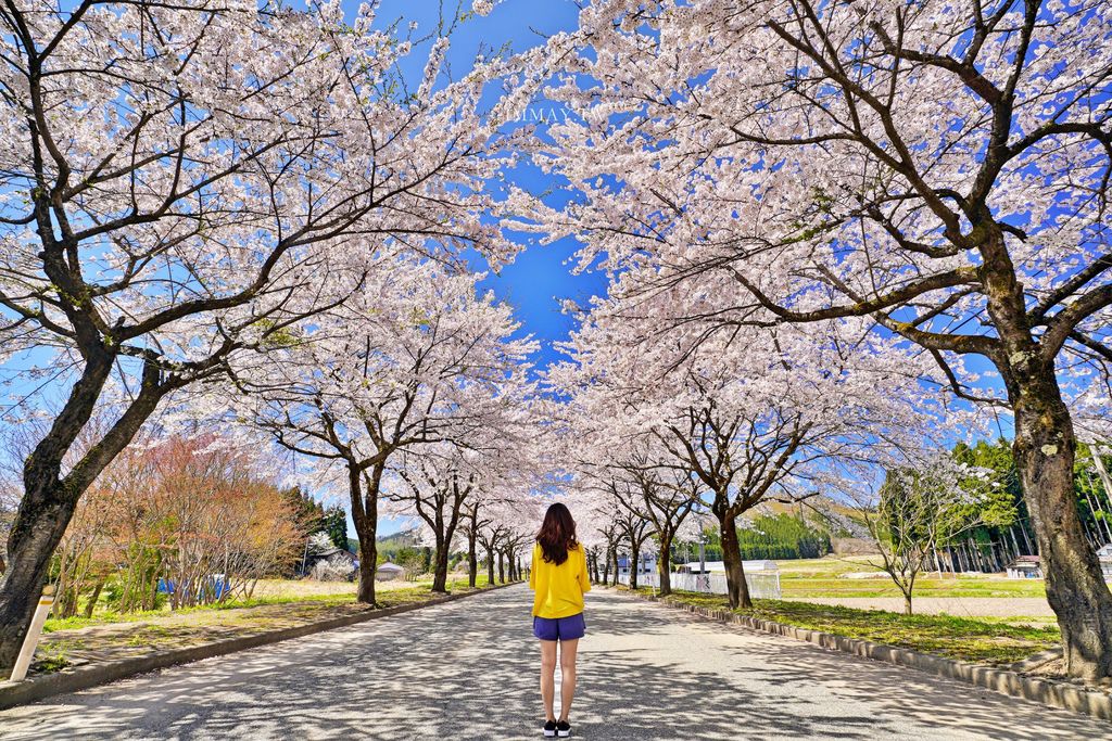 秋田旅行提案 | 被超過兩千本盛開的染井吉野櫻包圍 | 八乙女公園、新奧之細道齊田川堤櫻並木 @偽日本人May．食遊玩樂