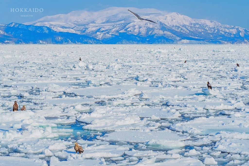 北海道、道東 | 冬季就去北海道看流冰吧 ! 在國境之東，欣賞流冰與野生動物的合奏曲 | 流冰船預約方式、拍攝技巧與雪地穿著建議 @偽日本人May．食遊玩樂