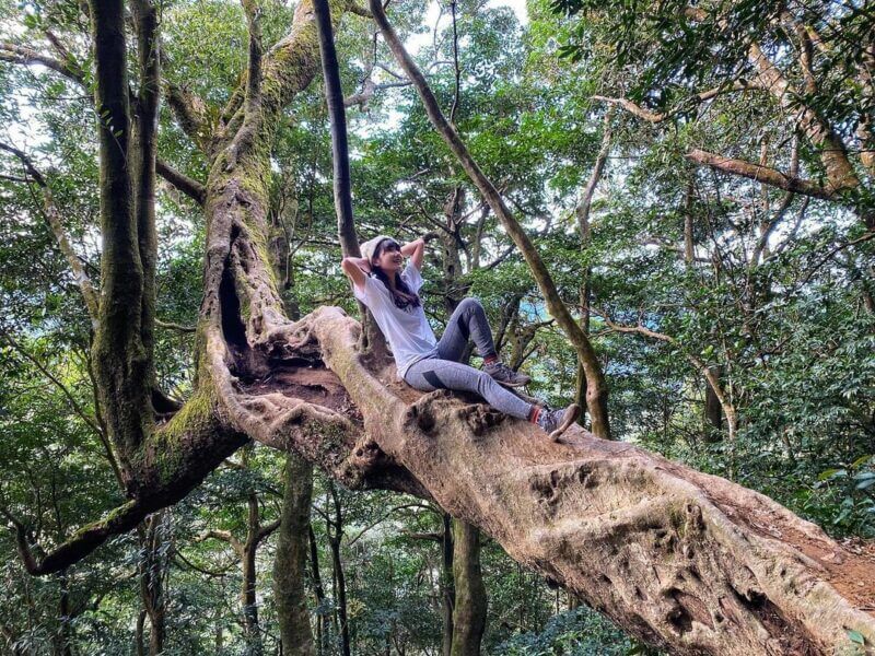 北得拉曼巨木步道