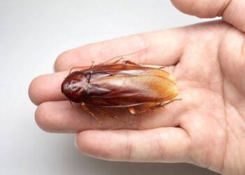 身長超過5公分！日學者發現「台灣特有種蟑螂」超大隻