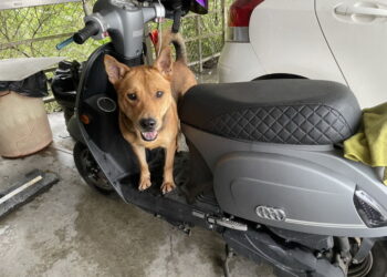 圖／八里動物之家訓練毛寶貝熟悉機車。（新北市政府動保處提供）