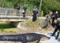 女遊民遭4公尺巨鱷「生吞」！剖肚發現遺骸：消化到一半