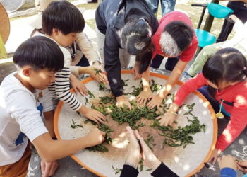 圖／「茶鄉走讀小旅行」由在地達人帶大家走訪老街、茶園，體驗當製茶師。（新北市立圖書館提供）