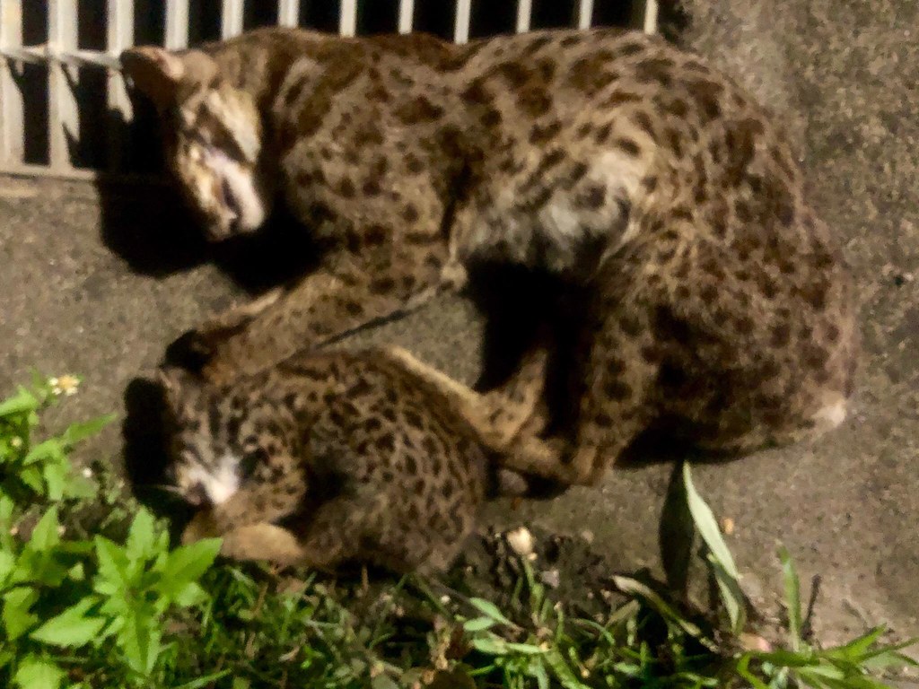 8月22晚間於台13甲遭到路殺的疑似母子石虎。圖片提供：亞興犬舍。