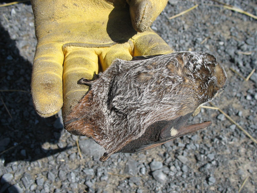 美國地質調查局（USGS）科學家在風機下找到灰毛尾蝠（Lasiurus cinereus）的屍體。圖片來源：Paul Cryan, U.S. Geological Survey（Public domain）