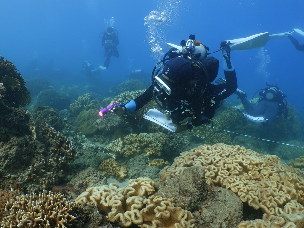 珊瑚礁體檢。資料照。攝影：蘇淮
