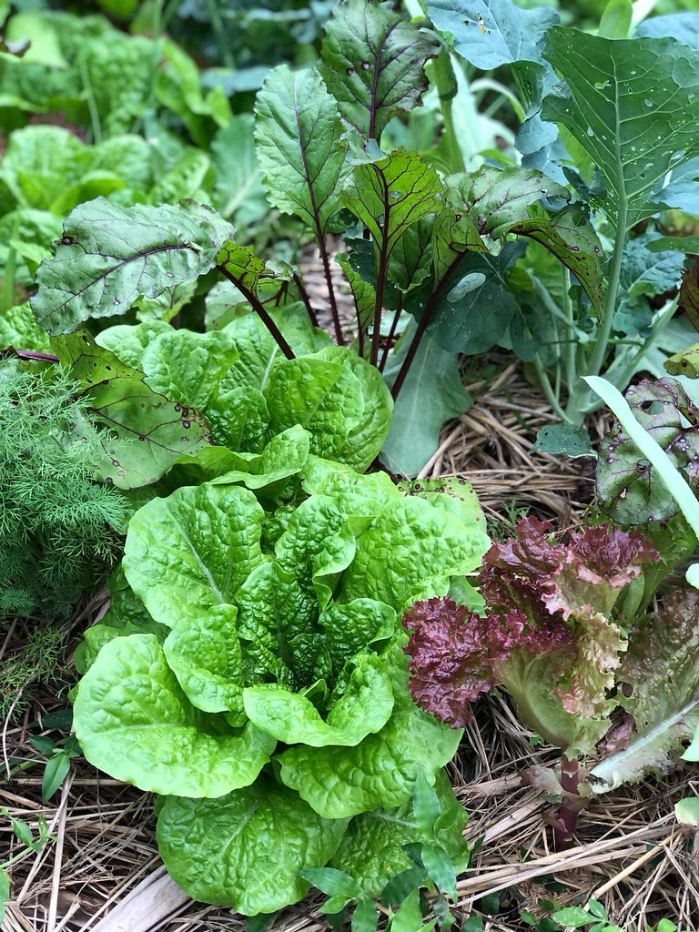 食物森林裡，有多樣性的菜園，透過混作，讓整個生態更飽滿強壯。圖片來源：江慧儀 提供