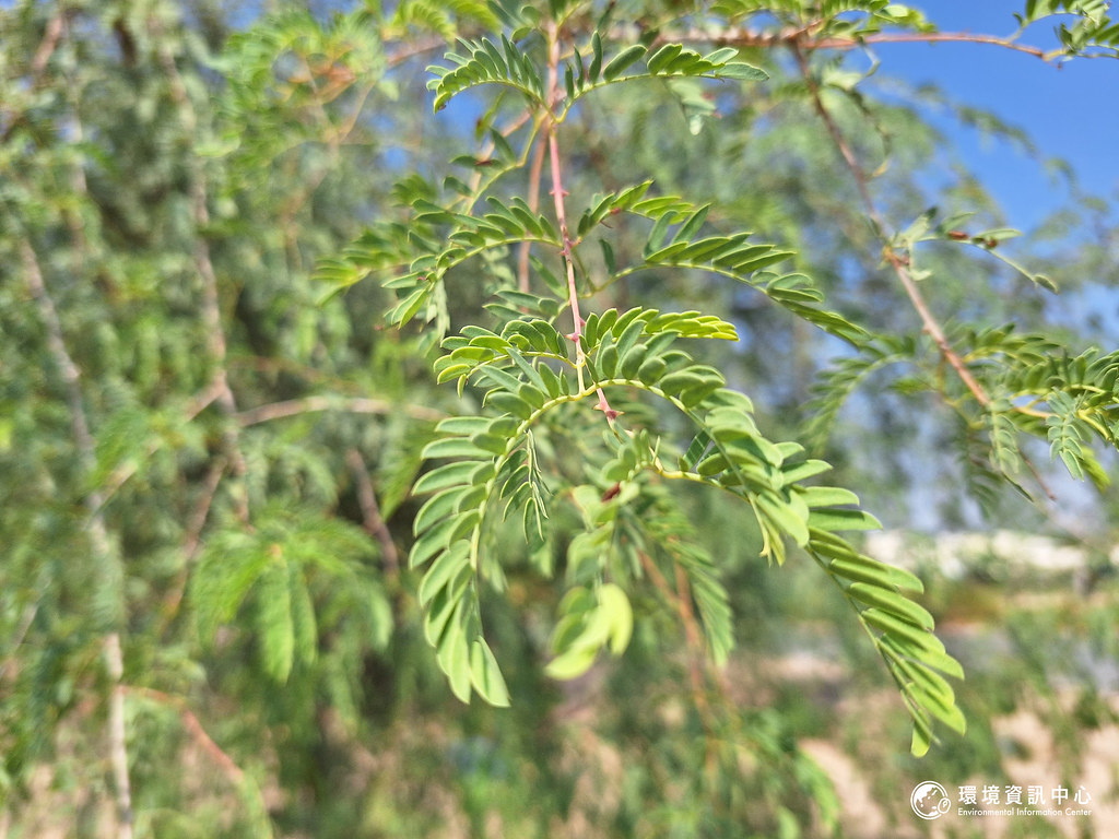 Ghaf的特徵是擁有羽狀複葉。攝影：陳文姿