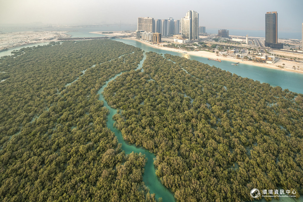 許多海邊的開發建設都是砍伐紅樹林得來的土地。但近年阿聯大力推動低碳目標，並規劃要為今年聯合國氣候大會（COP28）的每位參與者種下10株紅樹林。  攝影：許震唐