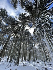 Araucarias de Mamuil Malal